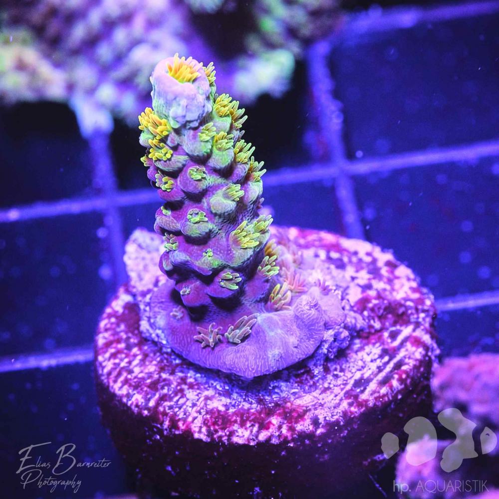 Acropora bigR Walt Disney Original